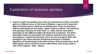 epitasi|Epistasis and Its Effects on Phenotype 